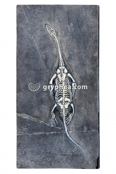 Nothosaure - gryphea.com